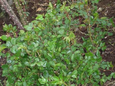 地植えのローゼン・ライゲンの芽吹きローズ