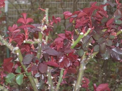 地植えのMrs.オークリー・フィッシャーの芽吹き