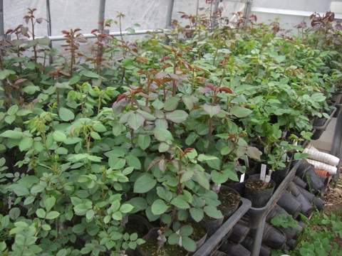 1月に接いだ新苗は蕾も見えてくる