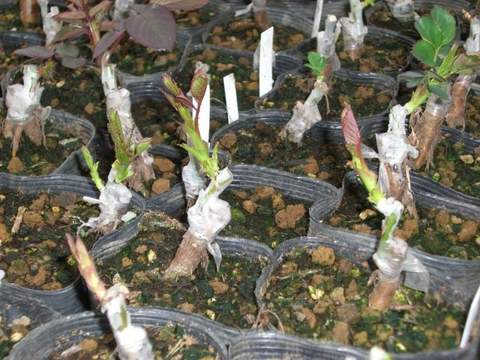 2月下旬に接いだ苗