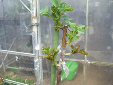 3月末の芽接ぎの状態　上2つは台木、下2つは接いだもの。