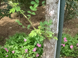 スタンダードの台芽10年経っても出てくる 
