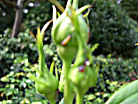 蕾に潜り込んだオオタバコガの幼虫