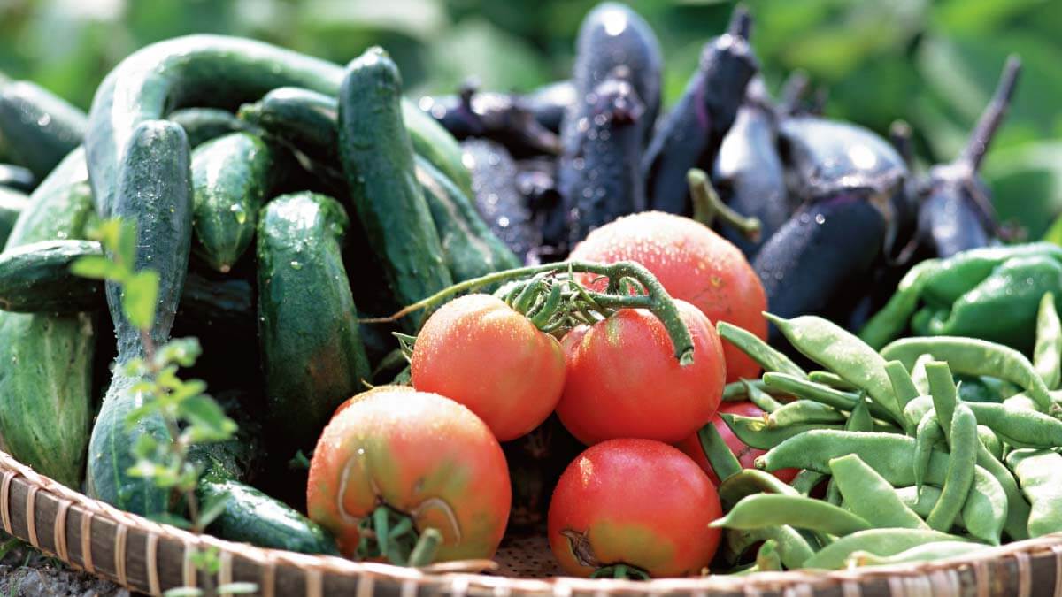 畑にさまざまな野菜が入ったカゴが置かれたイメージ