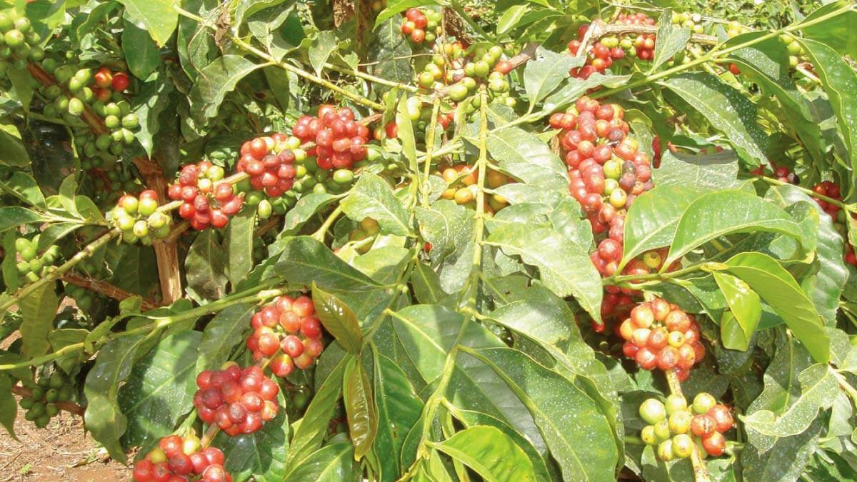 コーヒー農園で実るコーヒーの実